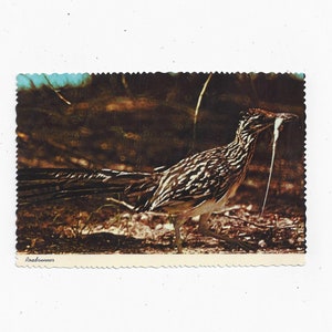 Postal del correcaminos del desierto, sin publicar, de la década de 1970, 4 x 6 pulgadas, pájaro del estado de Nuevo México, chaparral o paisano, recuerdo de viaje, vida silvestre