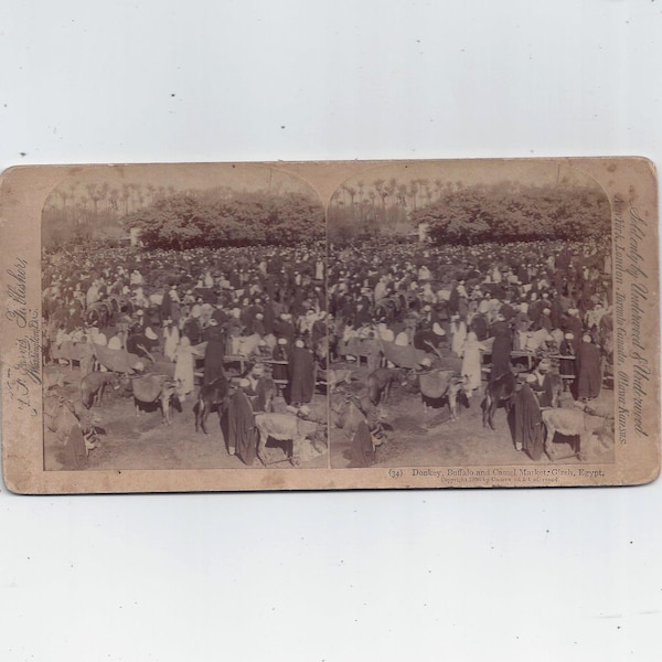 1896 Stereo View Card of Donkey, Buffalo, Camel Market in Gizeh, Egypt, Sold by Underwood & Underwood, Antique Photograph