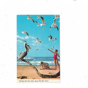 1960er Jahre Postkarte von 2 Mädchen, die Möwen an einem Strand in Florida mit Pelikan füttern, nicht gepostet, Reiseandenken, Upcycle-Sammelalbum