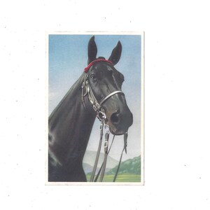Bonita postal de caballo, sin publicar, de la década de 1950, publicada por Alfred Mainzer, recuerdo, tarjeta de animal, material de scrapbooking reciclado y regalo