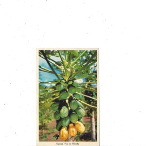 1964 Postkarte Papayabaum in Florida, mit 4-Cent-Stempel, handgeschriebener Nachricht, Reise-Souvenir, Upcycle Scrapbook-Versorgung