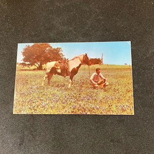Pocztówka z 1952 r. przedstawiająca teksańskiego kowboja i konia na polu Blue Bonnet, wysłana z wiadomością, pamiątka z podróży, Texacolor Card Co.