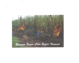Postal de la quema de caña de azúcar antes de la cosecha, Hawái, sin sellar, década de 1970, publicada por Hawaiian Service, recuerdo de viaje, álbum de recortes reciclado.