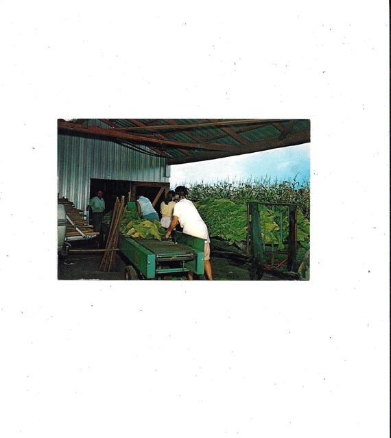 stringing tobacco 1960s Postcard of Stringing Tobacco at Harvest Time, Unposted, Probably in  Florida, Travel Souvenir Ephemera