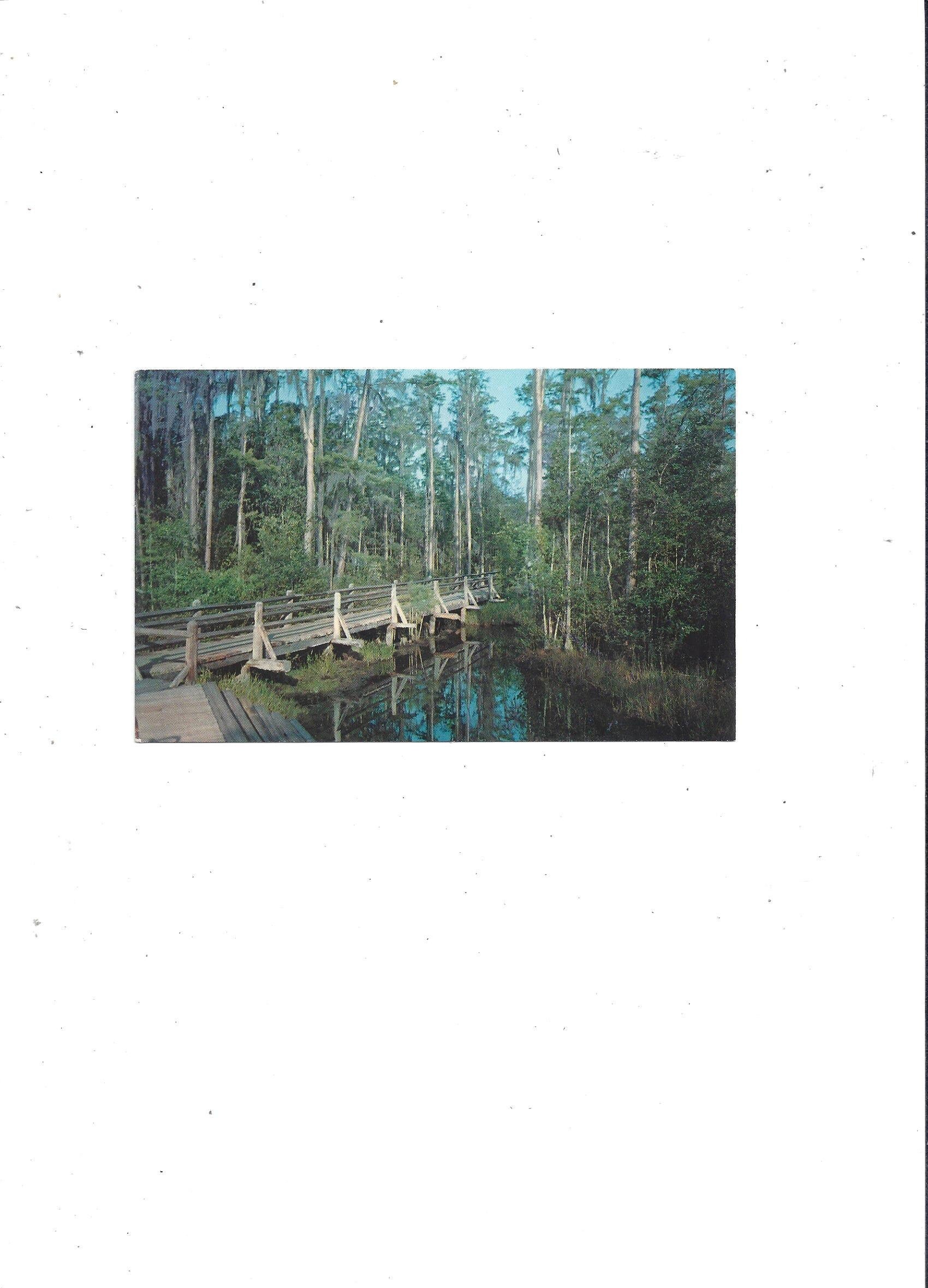 1960s Postcard of Okefenokee Swamp Park Waycross Georgia