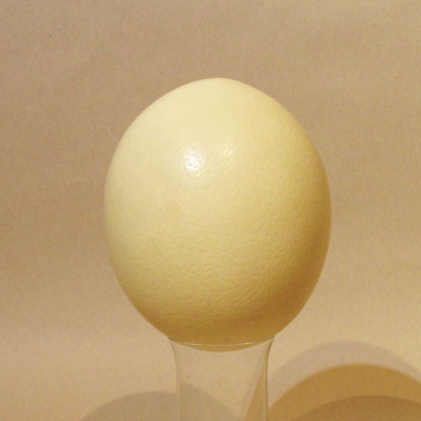 Ostrich Egg - Cleaned - Biological specimen