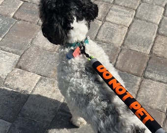 Può includere: Un cane bianco e nero con una coda folta è al guinzaglio con un cartello nero e arancione "Non accarezzare". Il cane cammina su una superficie di mattoni grigi.