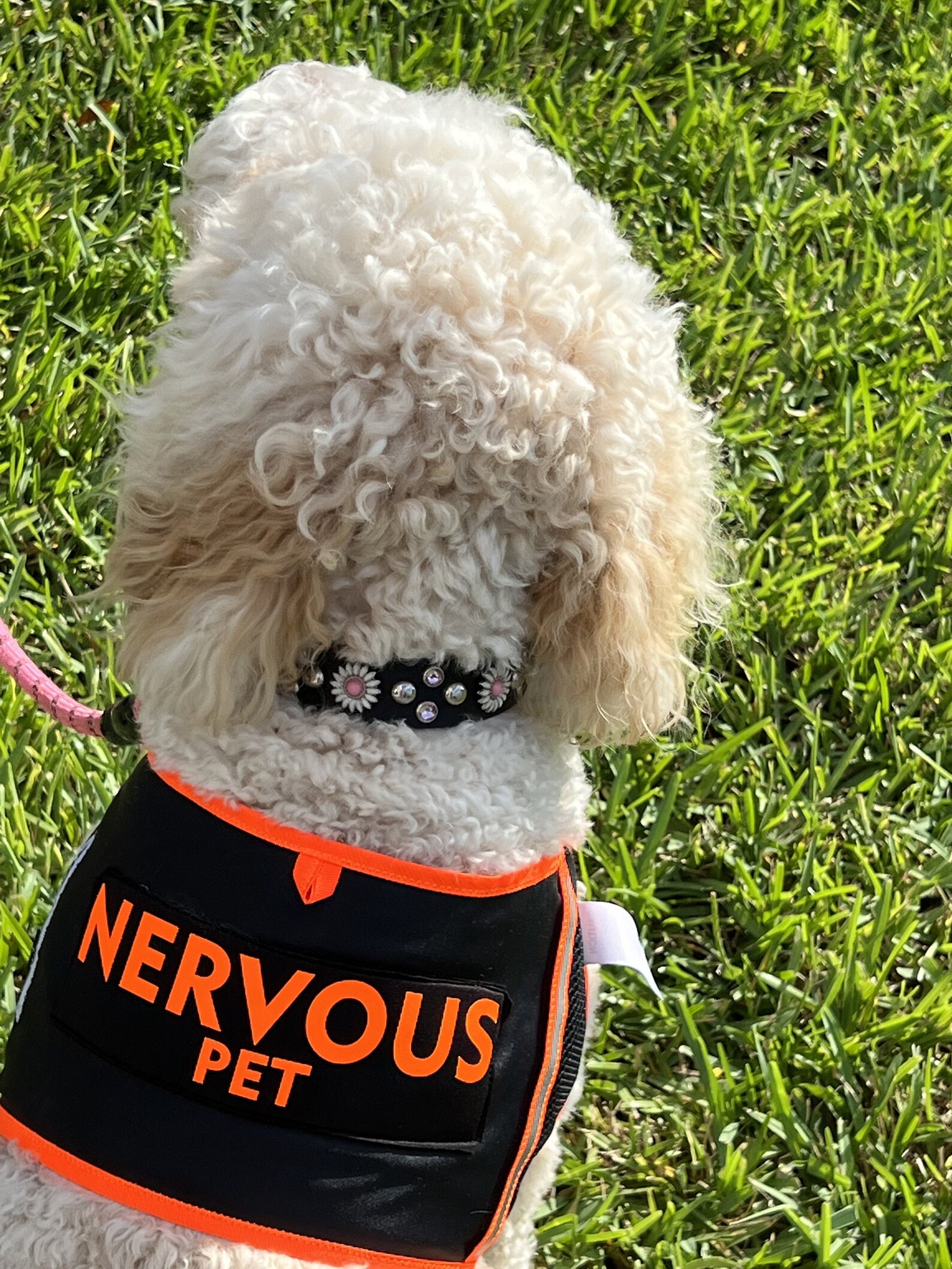 NERVOUS Dog Vest Dog Alert Vest Nervous Dog Harness Dog Etsy