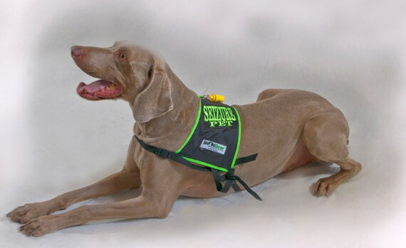 seizure dog vest