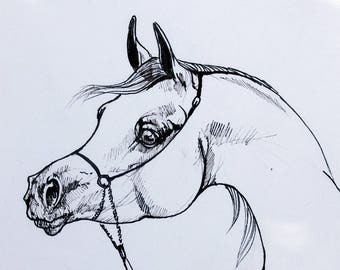 Arabian horse, equine art, equestrian, horse portrait, cheval, original pen drawing