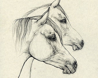 Arabian horses, equine art, original pen drawing on paper