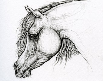 Arabian horse, equine art, original pen drawing on paper