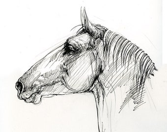 Horse head, original ink drawing on paper