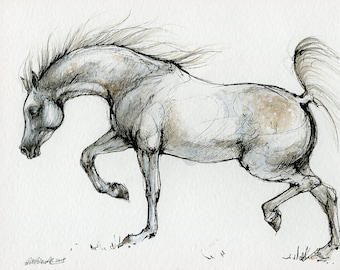 Arabian horse, equine art, original pen and watercolor painting on paper