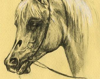 Balon, polish arabian horse, original pencil drawing on paper