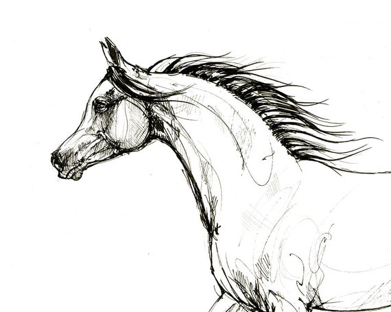 Arabian Horse Portrait in Oil - Initial Sketch - On The Easel