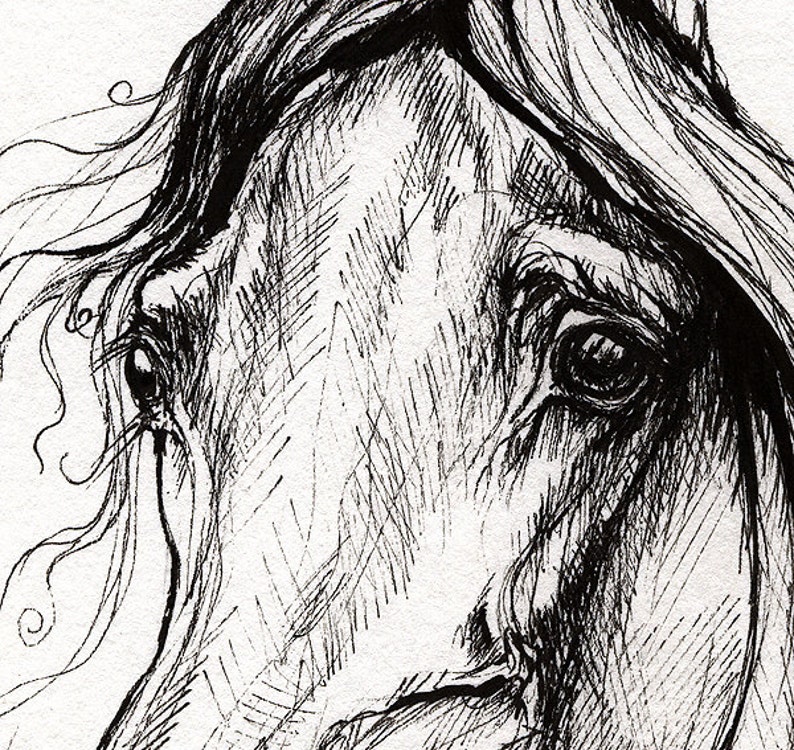 Immagini Di Cavallo Schizzo - Download Gratui Su Freepik - 7