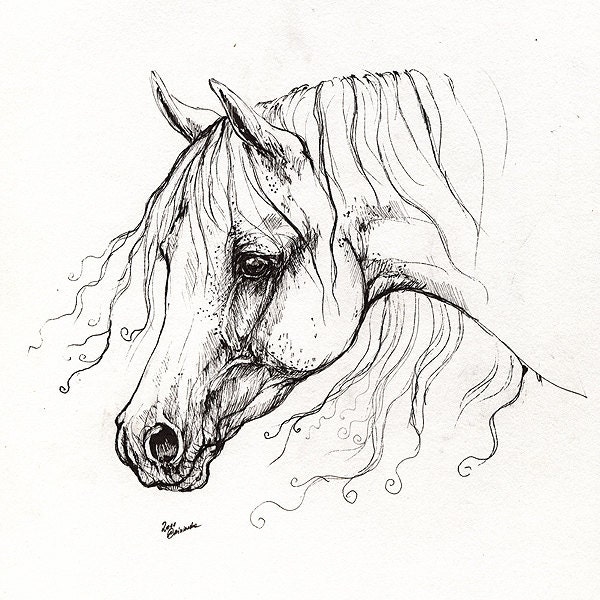 The Arabian Horse Portrait Pen Drawing - Etsy