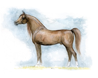 Arabian horse, equine art,original pen and watercolour painting on paper
