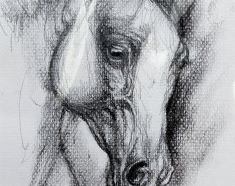 Arabian horse, equine art, equestrian, cheval, horse portrait, original pencil drawing