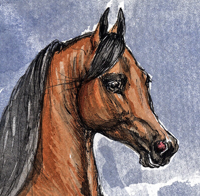 Bay arabian horse, equine art, horse portrait, equestrian, original pen and watercolor painting image 2