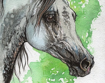 Grey arabian horse original ink and watercolor painting