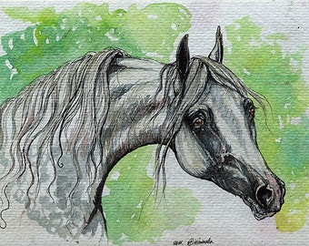 Grey arabian horse watercolor painting