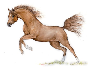 Chestnut arabian horse, equine art, original pen and watercolour painting on paper