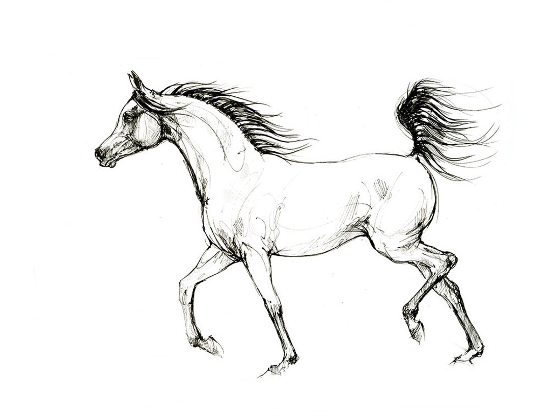 Running Arabian Horse, Equine Art, Original Pen Drawing on Paper - Etsy