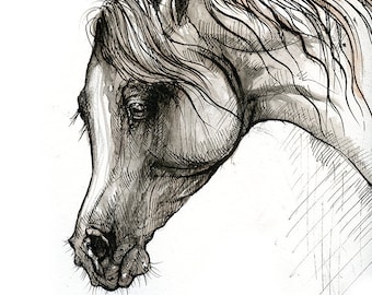 Arabian horse, original ink painting on paper