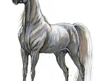 Grey arabian horse, equine art, horse art,  original pen and watercolor painting
