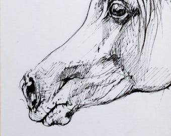 arabian horse, equine art, horse portrait, equestrian, cheval, original pen drawing