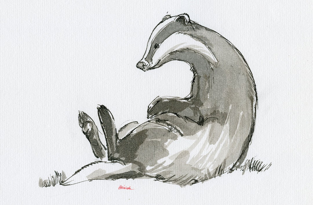 Grooming Badger, Nature, Wildlife, Original Ink Drawing on Paper - Etsy