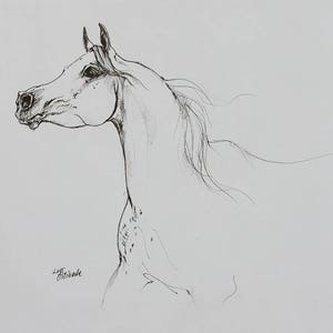 Arabian horse, equine art, horse portrait, equestrian, original pen drawing image 1
