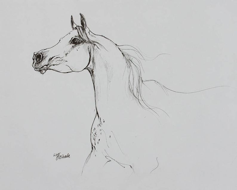 Arabian horse, equine art, horse portrait, equestrian, original pen drawing image 1