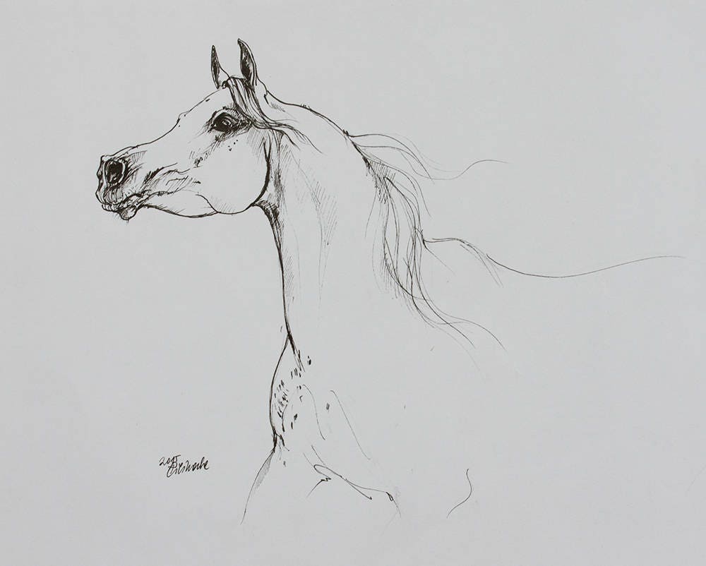 Cheval Arabe Art Equin Portrait De Cheval Equestre Etsy