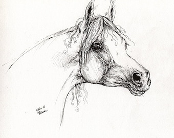 Eldon polish arabian horse pen drawing