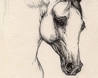 Arabian horse, equine art, horse portrait, original pen drawing on paper
