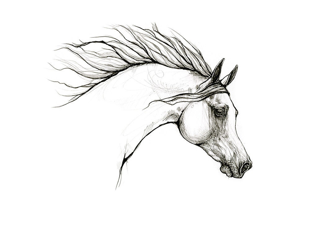 Arabian Horse Portrait Equine Art Original Pen Drawing - Etsy