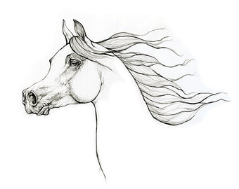 Arabian horse portrait, equine art, original pen drawing on paper