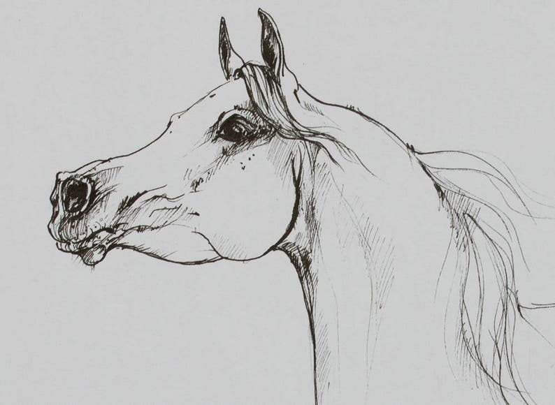 Arabian horse, equine art, horse portrait, equestrian, original pen drawing image 2