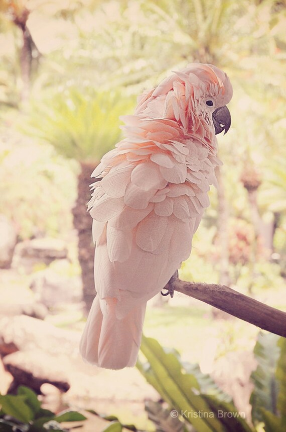 Parrot Photograph Cockatoo Photo Nature Bird Art Print Etsy