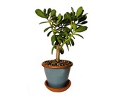 Jade Plant Succulent Crassula Ovata 13 quot to 14 quot Tall Rooted Potted In a Blue Glazed Crackled Ceramic Planter Free Shipping