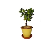 Jade Plant Succulent Crassula Ovata 13 quot to 14 quot Tall Rooted Potted In a Yellow Glazed Crackled Ceramic Planter Free Shipping