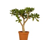 Jade Plant Succulent Crassula Ovata 16 quot to 18 quot Tall Rooted Succulent House Office Plant Gift Ready to Pot