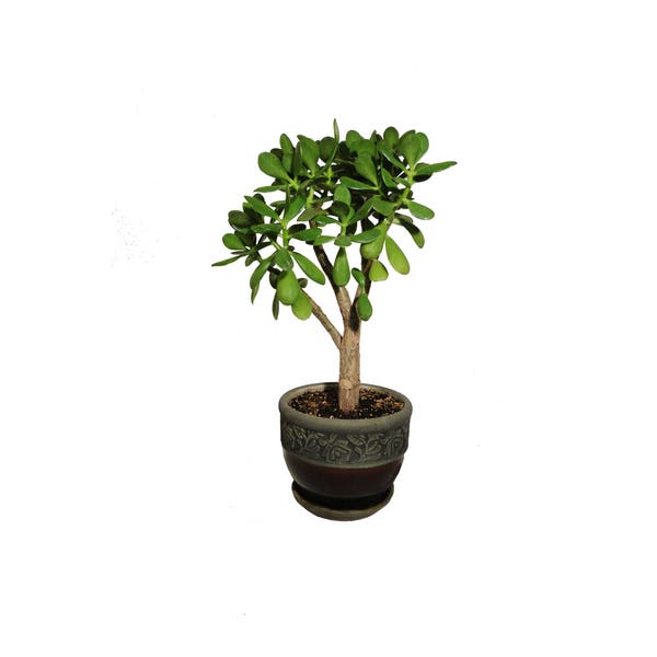 Jade Plant Crassula Ovata Flowering 8 Year Old 20" Tall Plant in a Two Tone Brown Round Ceramic Planter