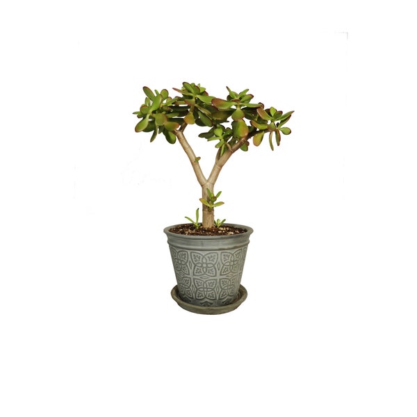 Jade Plant Crassula Ovata 17" Tall Plant in a Round Grey Planter