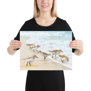 Sandpiper Watercolor Art Print image 3