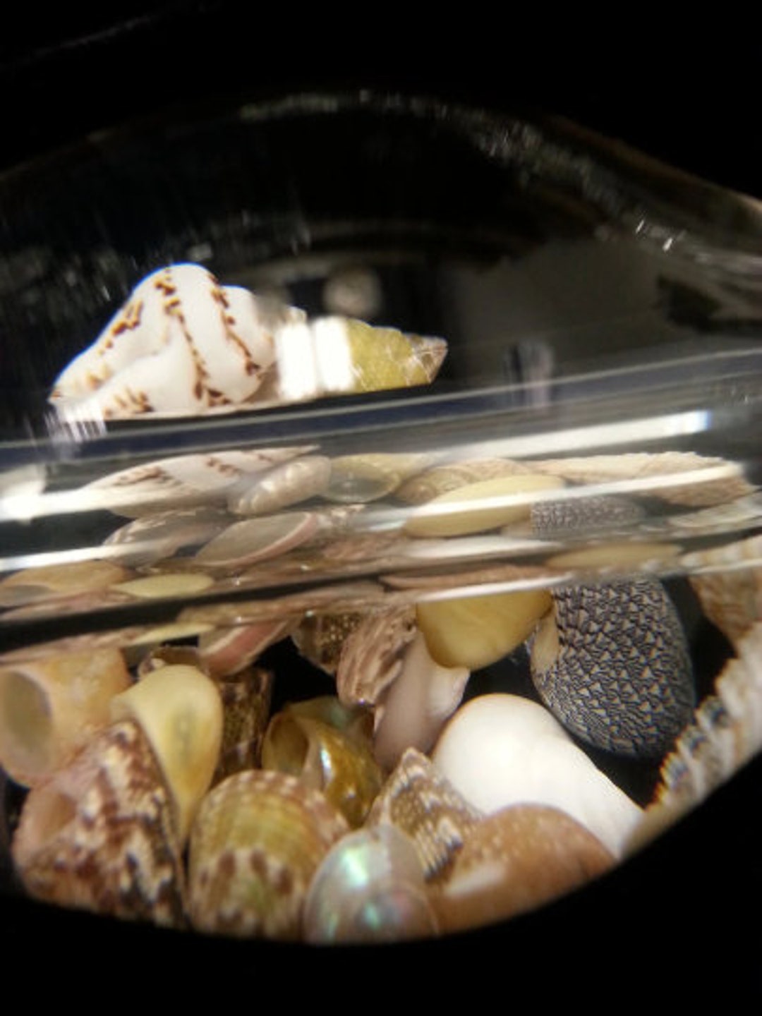 Sea Shell Encased Snow Globe Pipe - Etsy