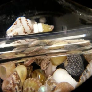 May include: A close-up of a glass jar filled with a variety of seashells. The shells are in various shapes, sizes, and colours, including white, brown, and tan. Some of the shells have a pearly sheen.